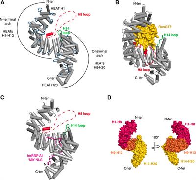 Transportin-1: A Nuclear Import Receptor with Moonlighting Functions